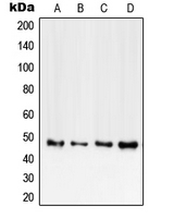 CPA2178-100ul - CD120b / TNFR2