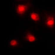 CPA2188-100ul - TP53 / p53