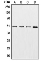 CPA2197-100ul - TUBG1 / Tubulin gamma 1