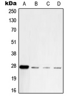 CPA2207-100ul - UCHL1 / PGP9.5