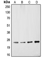 CPA2208-100ul - UCHL1 / PGP9.5