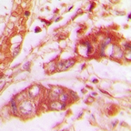 CPA2221-100ul - VGF