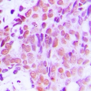 CPA2234-100ul - XRCC1