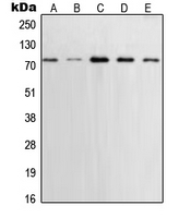 CPA2234-100ul - XRCC1