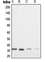 CPA2235-100ul - XRCC2