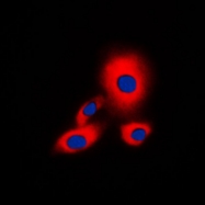 CPA2243-100ul - 14-3-3 protein zeta/delta