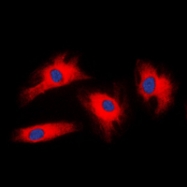 CPA2244-100ul - 14-3-3 protein zeta/delta