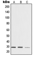 CPA2244-100ul - 14-3-3 protein zeta/delta