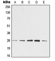 CPA2245-100ul - 14-3-3 protein zeta/delta
