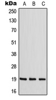 CPA2247-100ul - CNBP