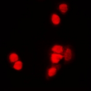 CPA2273-100ul - Histone H3