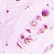 CPA2273-100ul - Histone H3