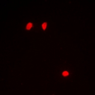 CPA2274-100ul - Histone H3