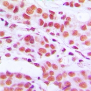 CPA2274-100ul - Histone H3