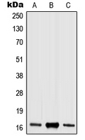 CPA2274-100ul - Histone H3