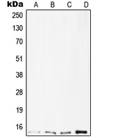 CPA2313-100ul - TNFRSF25 / DR3 / TRAMP