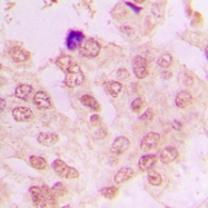 CPA2335-100ul - Cyclin A1/2