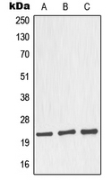 CPA2340-100ul - NOL3 / ARC