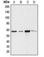 CPA2346-100ul - Angiopoietin-3
