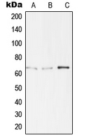 CPA2351-100ul - TBX18