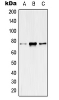 CPA2357-100ul - KCNQ4