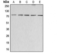 CPA2390-100ul - CD338 / ABCG2 / BCRP1