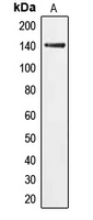 CPA2394-100ul - EIF2AK3