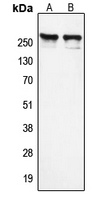 CPA2409-100ul - NCOR1