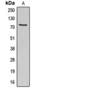 CPA2410-100ul - ABCG1