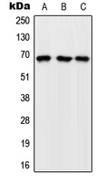 CPA2422-100ul - RAPGEF5