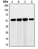 CPA2437-100ul - G3BP2