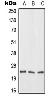 CPA2441-100ul - FGF19