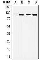 CPA2446-100ul - HDAC5