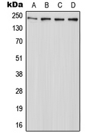 CPA2471-100ul - ABCA7