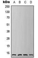 CPA2477-100ul - IFITM3