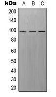 CPA2478-100ul - RAPGEF3