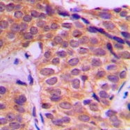 CPA2479-100ul - YAP1