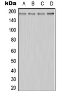 CPA2484-100ul - MERTK