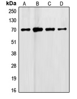 CPA2487-100ul - Follistatin