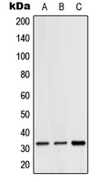CPA2503-100ul - CGREF1