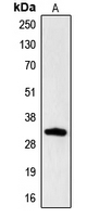 CPA2504-100ul - CGREF1