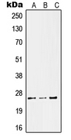 CPA2525-100ul - KLK11 / Kallikrein-11