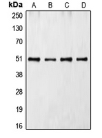 CPA2533-100ul - CDC37