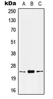 CPA2537-100ul - KLK8 / Kallikrein-8