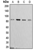 CPA2548-100ul - Cortactin