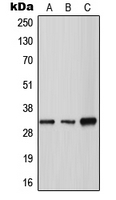 CPA2597-100ul - Tryptase gamma (TPSG1)