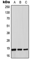 CPA2598-100ul - Thioredoxin-2 / TRX2