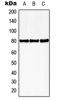 CPA2619-100ul - HBP1