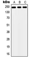 CPA2631-100ul - ZNF638