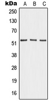 CPA2667-100ul - Angiopoietin-4